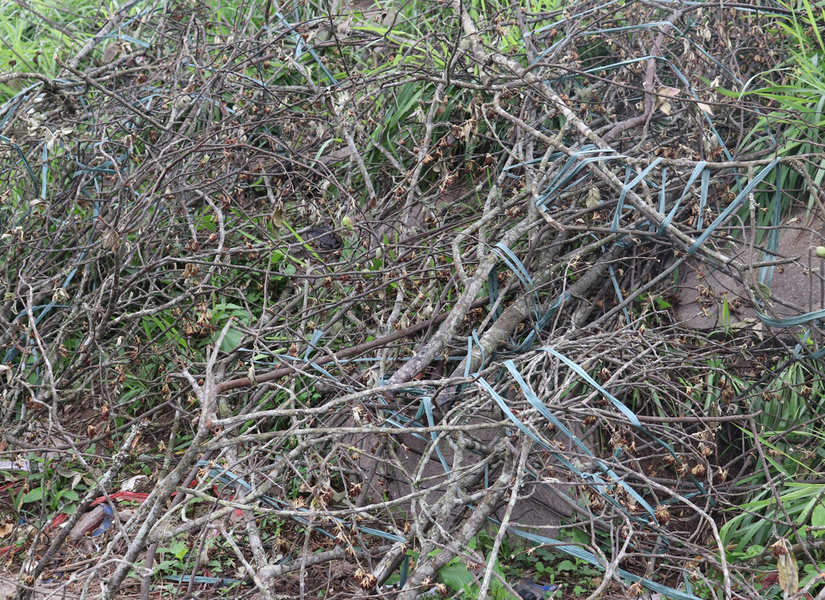 Tiểu thương ngậm ngùi vứt bỏ hoa lê trắng thành đống chờ đốt bỏ - Hình 5 Tieu thuong ngam ngui vut bo hoa le trang thanh dong cho dot bo-Hinh-5