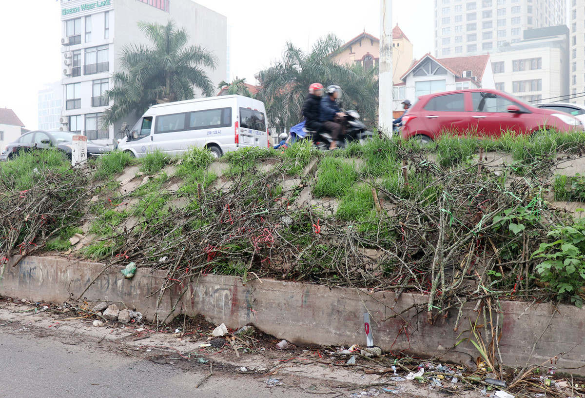 Tiểu thương ngậm ngùi vứt bỏ hoa lê trắng thành đống chờ đốt bỏ - Hình 12 Tieu thuong ngam ngui vut bo hoa le trang thanh dong cho dot bo-Hinh-12