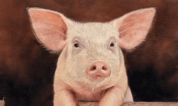  Tuổi Hợi. Trời sinh tuổi Hợi có tính cách hiền lành, nhân hậu, luôn sống dĩ hòa vi quý nên được mọi người yêu thương hết mực.