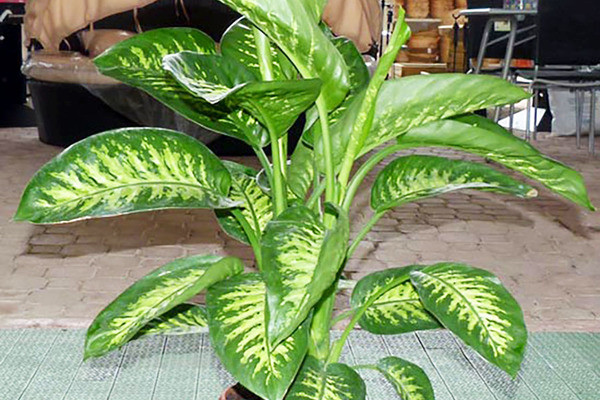 5 loại cây cảnh kích thước lớn mang lại may mắn nên trồng trong nhà ảnh 6