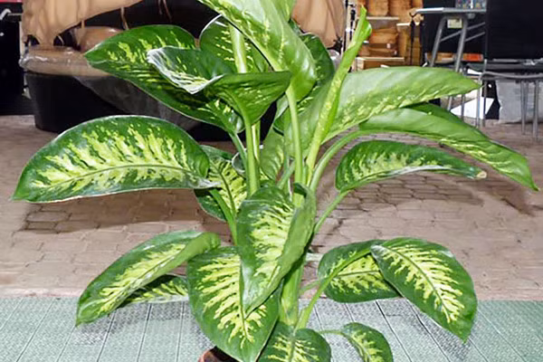 5 loại cây cảnh kích thước lớn mang lại may mắn nên trồng trong nhà ảnh 6