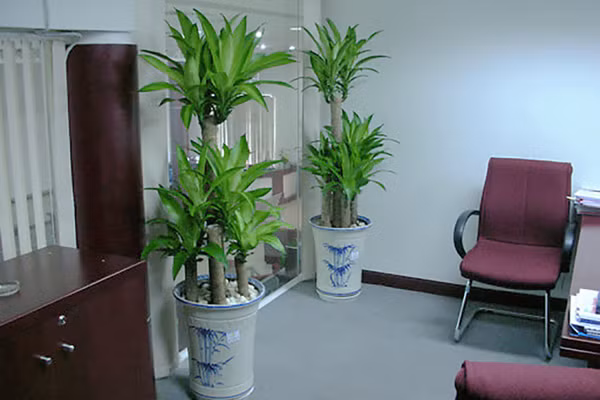 5 loại cây cảnh kích thước lớn mang lại may mắn nên trồng trong nhà ảnh 5