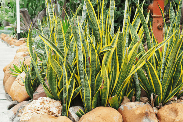 5 loại cây cảnh kích thước lớn mang lại may mắn nên trồng trong nhà ảnh 3