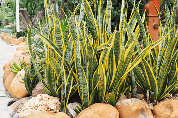 5 loại cây cảnh kích thước lớn mang lại may mắn nên trồng trong nhà ảnh 3