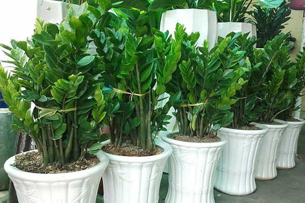 5 loại cây cảnh kích thước lớn mang lại may mắn nên trồng trong nhà ảnh 2