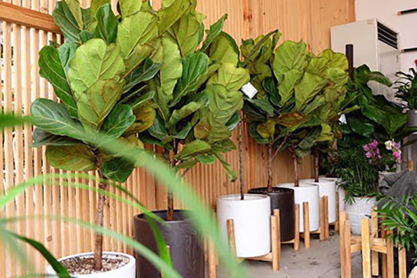 5 loại cây cảnh kích thước lớn mang lại may mắn nên trồng trong nhà ảnh 4