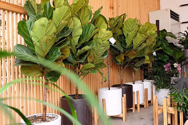 5 loại cây cảnh kích thước lớn mang lại may mắn nên trồng trong nhà ảnh 4