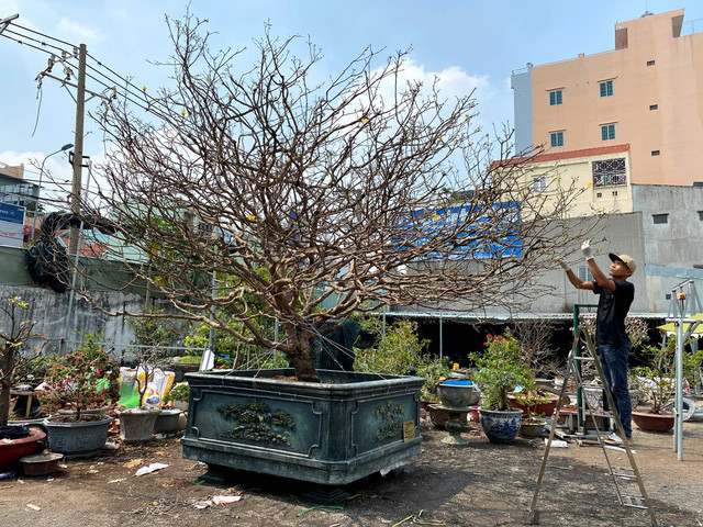 Cay mai tram tuoi, dai gia tra gia tien ty van khong ban