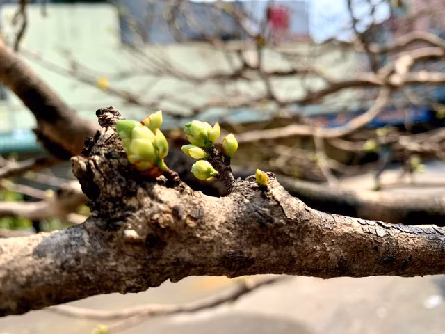 Cay mai tram tuoi, dai gia tra gia tien ty van khong ban-Hinh-4