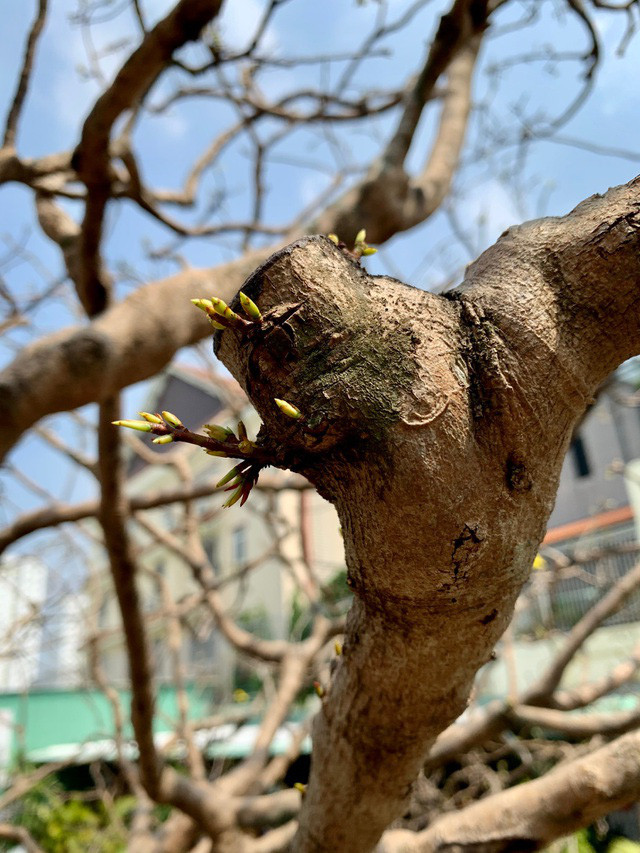Cay mai tram tuoi, dai gia tra gia tien ty van khong ban-Hinh-7