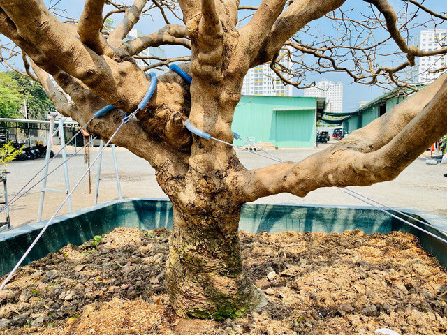 Cay mai tram tuoi, dai gia tra gia tien ty van khong ban-Hinh-2