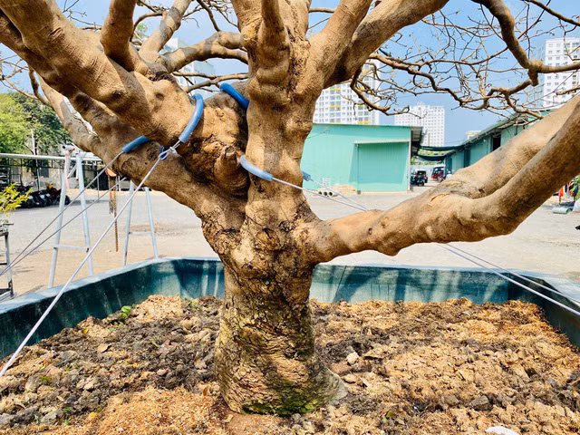 Cay mai tram tuoi, dai gia tra gia tien ty van khong ban-Hinh-2