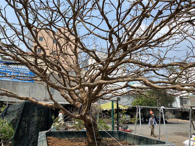 Cay mai tram tuoi, dai gia tra gia tien ty van khong ban-Hinh-6