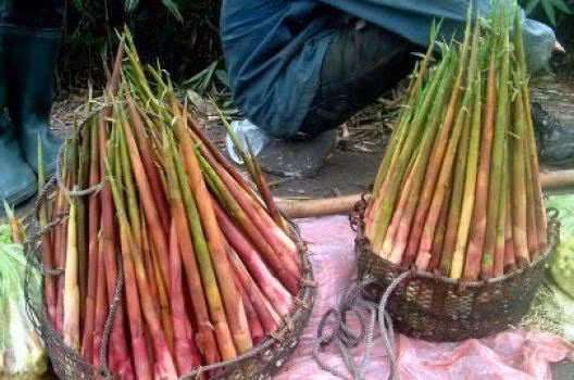 Dac san mang truc Yen Tu vao mua, cac ba noi tro thi nhau dat mua