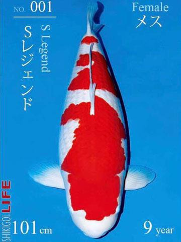 Ca chep than dai 1m, vay anh kim gia 200 trieu dong-Hinh-5