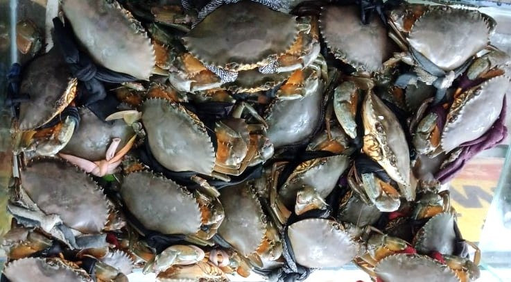 Tắc đường sang Trung Quốc, cua Cà Mau giảm giá tới 70% Tac duong sang Trung Quoc, cua Ca Mau giam gia toi 70%