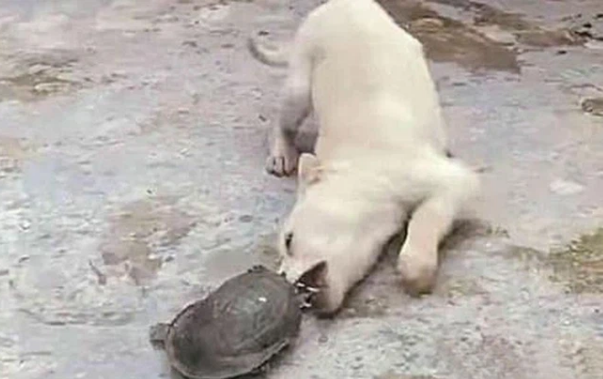 Mua ba ba ve de ngoai san, nguoi dan ong 