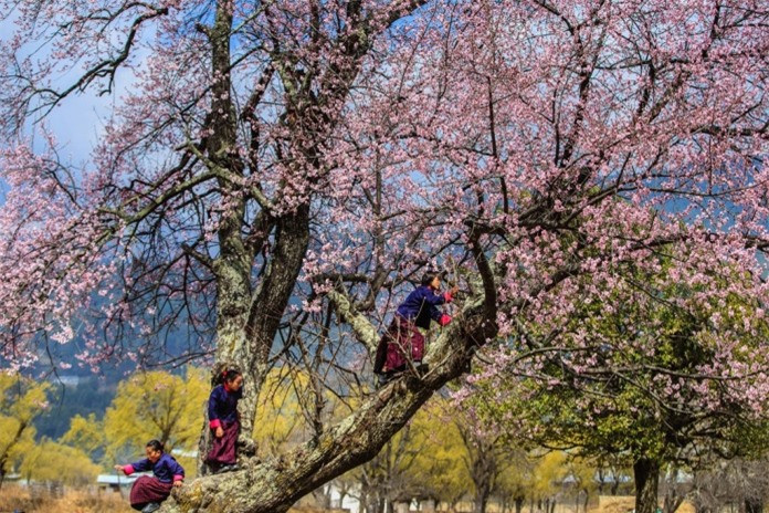  Buổi sáng khi trên đường từ Thimphu đến cố đô Punakha, thấy cả dãy núi tuyết Himalaya rực sáng khi bình minh lên quanh khu rừng thông cổ thụ trên đèo Dochula.