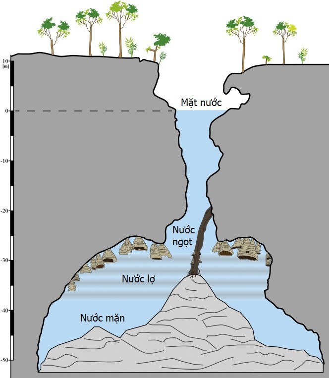Hệ thống hang động của Yucatan có cả nước mặn từ biển phía dưới và nước ngọt phía trên. Hai tầng nước này tách biệt với nhau bởi một lớp nước lợ. "Chuông địa ngục" được tìm thấy ở khu vực giữa lớp nước lợ và nước ngọt, do nước mặn sẽ làm tan canxit. Ảnh: Amusingplanet.