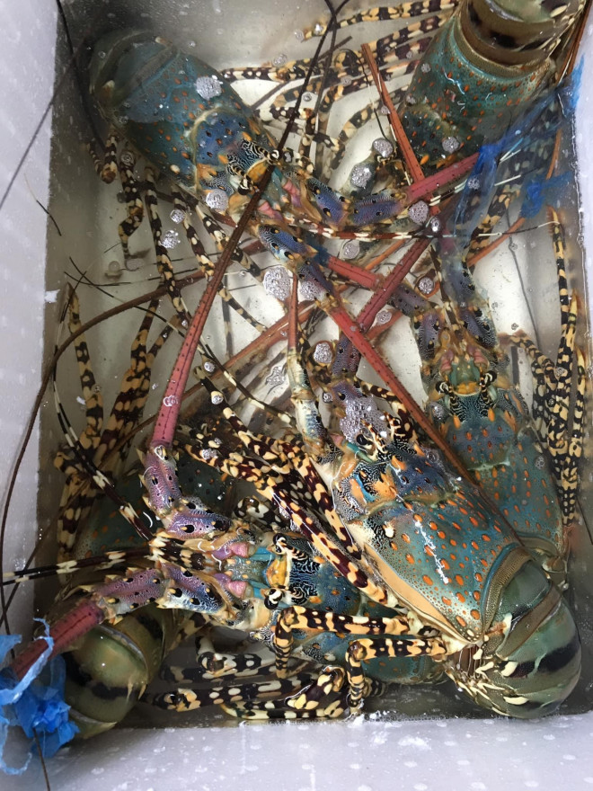 Dich COVID-19, tom hum, cua hoang de, bao ngu e chua tung co