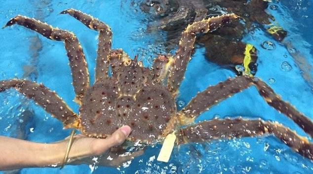 Dich COVID-19, tom hum, cua hoang de, bao ngu e chua tung co-Hinh-3