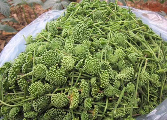 Dan Viet xep hang cho ca tuan de dat mua nu cua loai hoa nay-Hinh-4