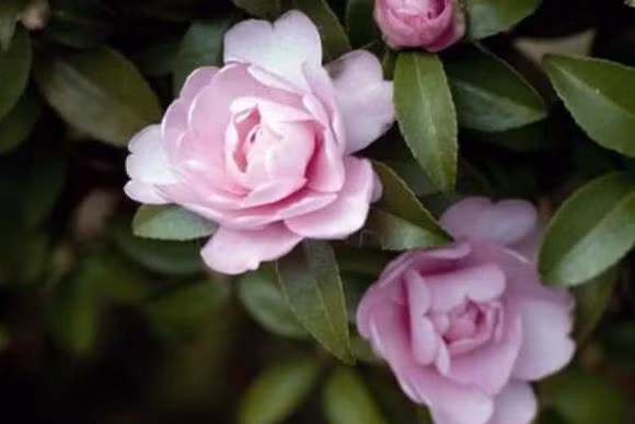 Ai sinh thang am lich nay, cuoc doi gap nhieu may man-Hinh-3