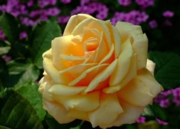 Ai sinh thang am lich nay, cuoc doi gap nhieu may man-Hinh-2