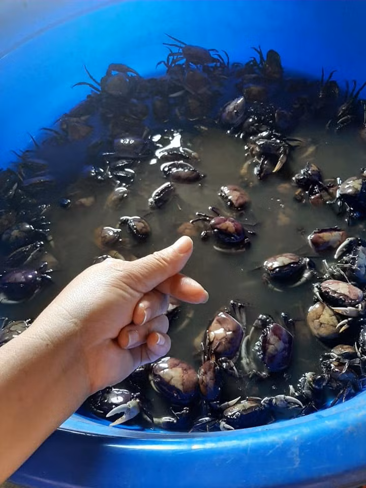 Cua dong xay san dong lanh ban la liet, gia re dang so-Hinh-4