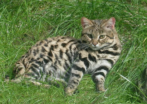 Meo nho nhung co vo, con moi hiem khi thoat khoi mong vuot cua no