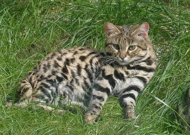 Meo nho nhung co vo, con moi hiem khi thoat khoi mong vuot cua no