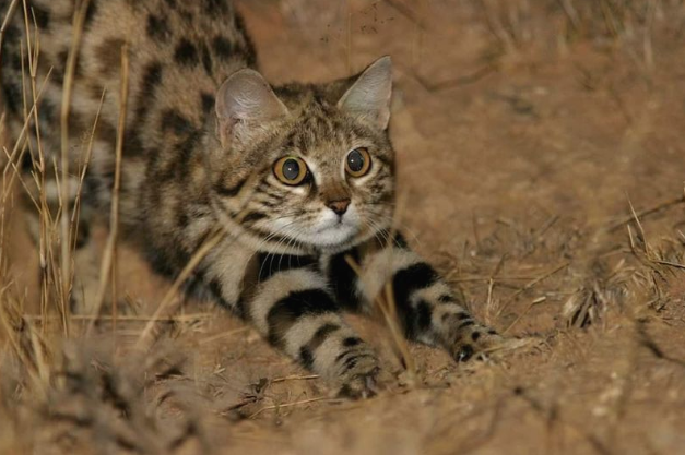 Meo nho nhung co vo, con moi hiem khi thoat khoi mong vuot cua no-Hinh-2