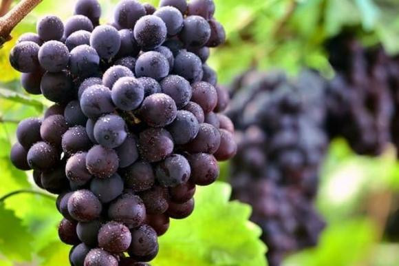 5 loai trai cay nay la “than duoc” bo than, nguoi than kem hay an nhieu-Hinh-3