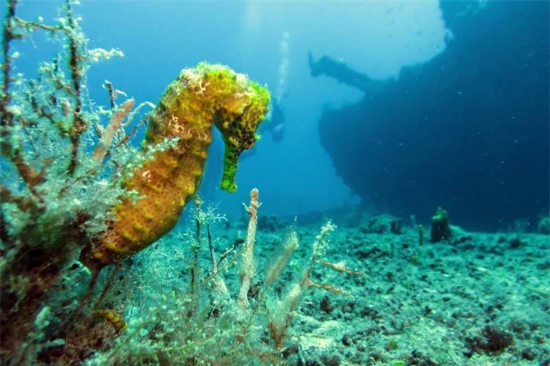 Cận cảnh 10 xác tàu chìm sâu dưới đáy đại dương ảnh 6