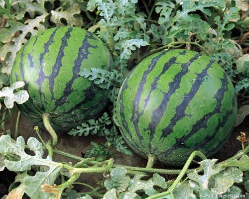 5 loai qua giup da trang boc, bung phang, an vao buoi toi cang hieu qua-Hinh-5