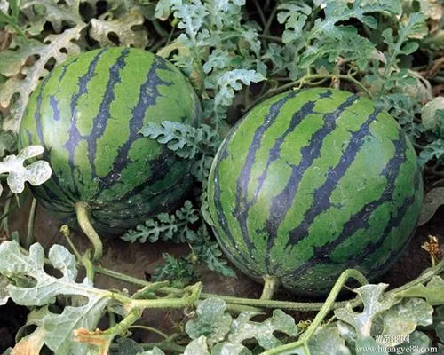 5 loai qua giup da trang boc, bung phang, an vao buoi toi cang hieu qua-Hinh-5