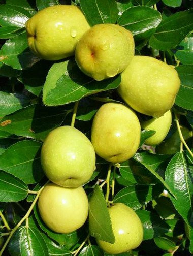 5 loai qua giup da trang boc, bung phang, an vao buoi toi cang hieu qua