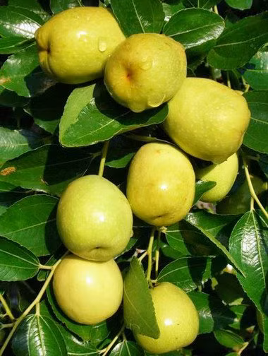 5 loai qua giup da trang boc, bung phang, an vao buoi toi cang hieu qua