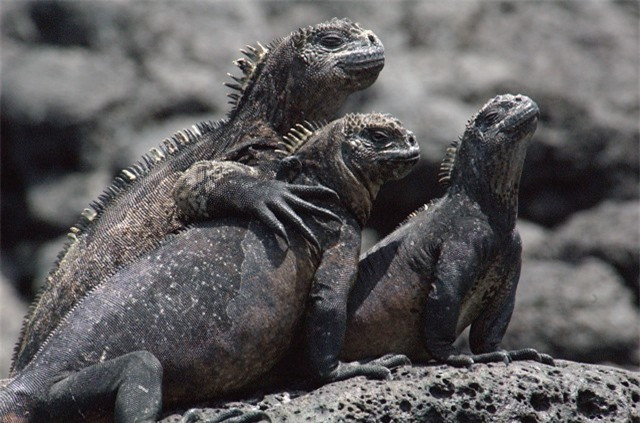 ##sc### Kỳ đà tại quần đảo Galapagos là loài bò sát ăn rong biển. Màu sắc của chúng là sự pha trộn giữa nâu, hồng, xanh nhạt và xanh lá cây. Chúng thường dùng hàm răng sắc nhọn để “bào” rong biển ở những mỏm đá. Với hình dáng xù xì, người ta gọi chúng là “quái vật xấu xí”. 