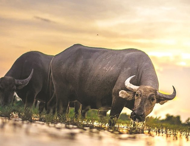 Bang xep hang may man cua 12 con giap trong nam Nham Dan 2022-Hinh-2