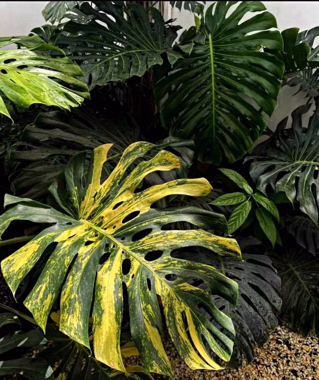 Tram trieu den nua ty dong 1 chiec la canh-Hinh-3