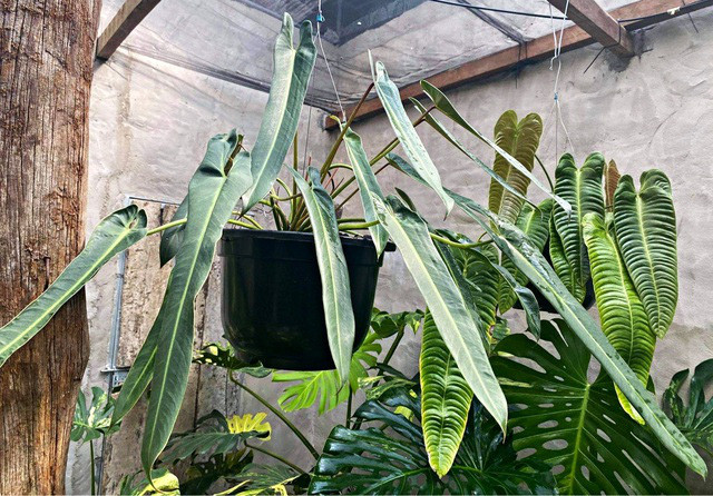 Tram trieu den nua ty dong 1 chiec la canh-Hinh-6