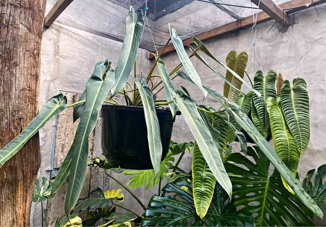 Tram trieu den nua ty dong 1 chiec la canh-Hinh-6