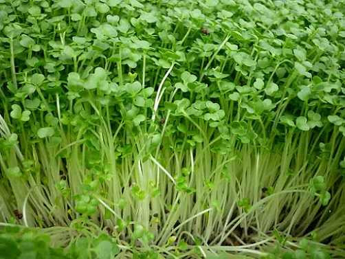 Loại rau giàu sắt gấp 4 lần rau chân vịt, giàu canxi gấp 4 lần sữa - Hình 2 Loai rau giau sat gap 4 lan rau chan vit, giau canxi gap 4 lan sua-Hinh-2