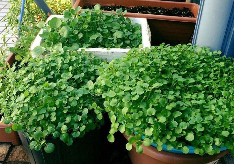 Loại rau giàu sắt gấp 4 lần rau chân vịt, giàu canxi gấp 4 lần sữa Loai rau giau sat gap 4 lan rau chan vit, giau canxi gap 4 lan sua