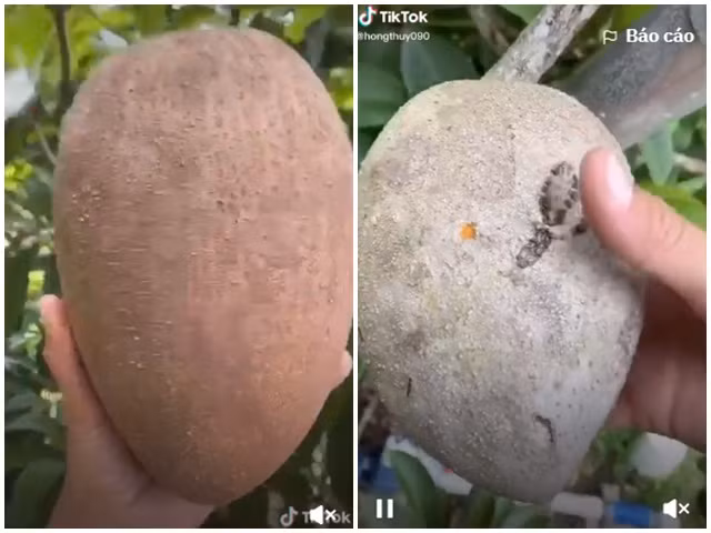 Bo qua hong xiem sieu to khong lo, phan ruot khien tat ca ngac nhien