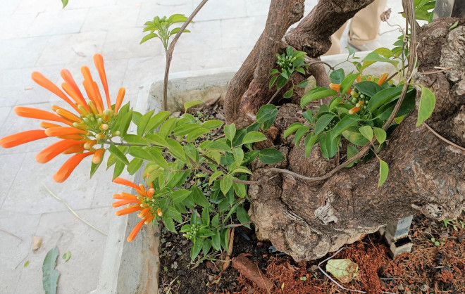 Cay hoa Rang Dong than leo ban voi gia 50 trieu dong-Hinh-6