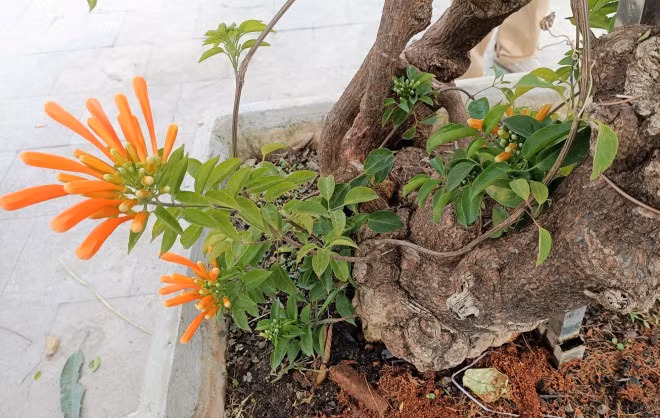 Cay hoa Rang Dong than leo ban voi gia 50 trieu dong-Hinh-6