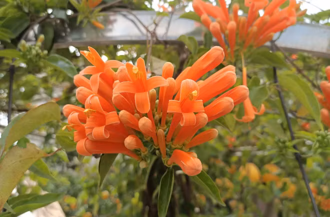 Cay hoa Rang Dong than leo ban voi gia 50 trieu dong-Hinh-7