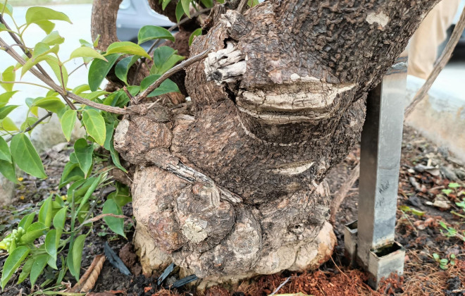 Cay hoa Rang Dong than leo ban voi gia 50 trieu dong-Hinh-5